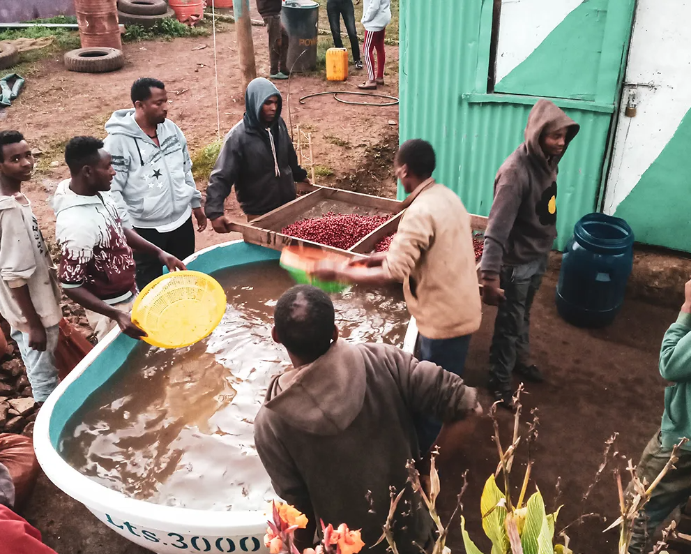 Rabbits - Washed Yirgacheffe