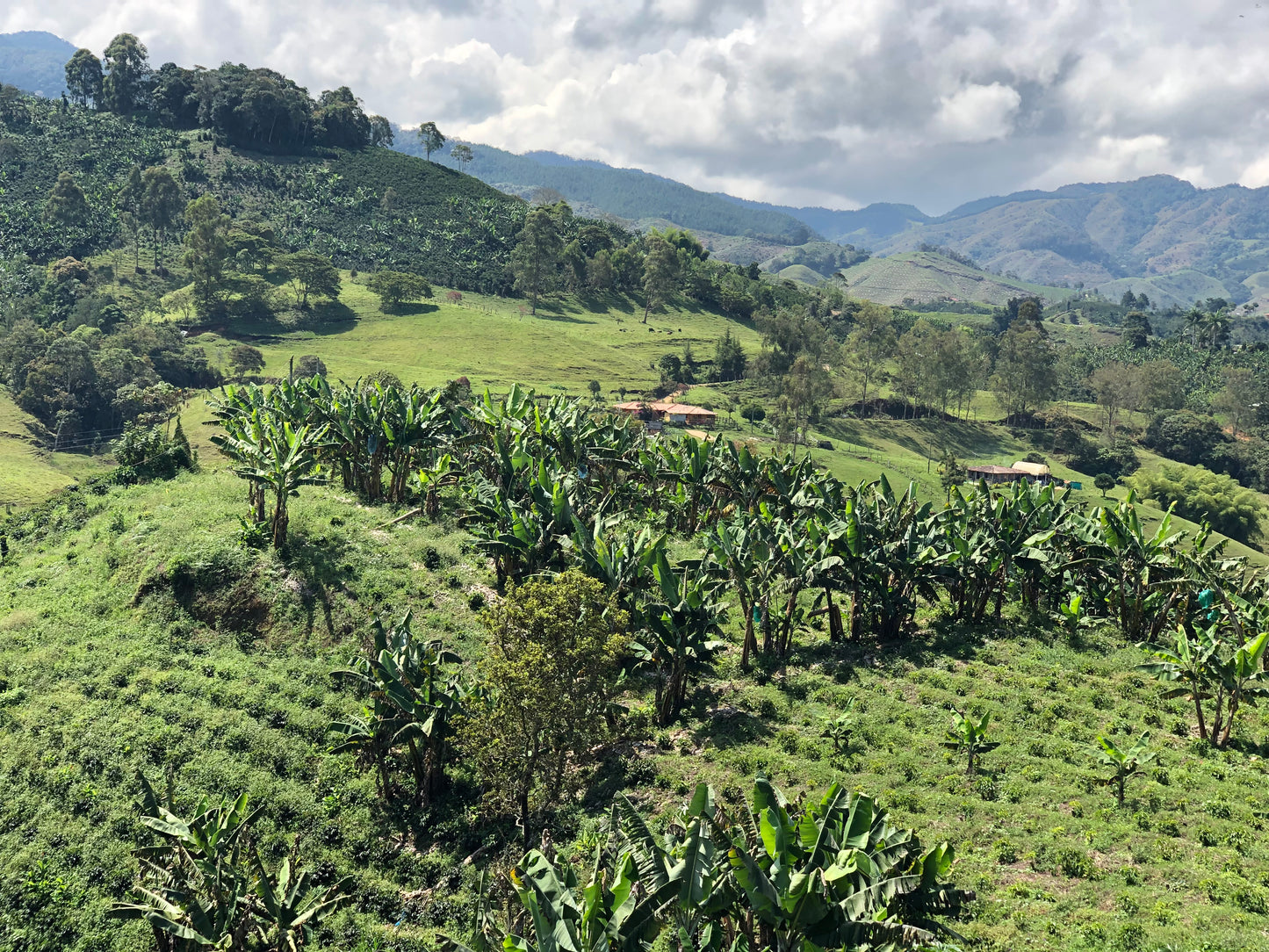 OX - Boyaca Community Blends