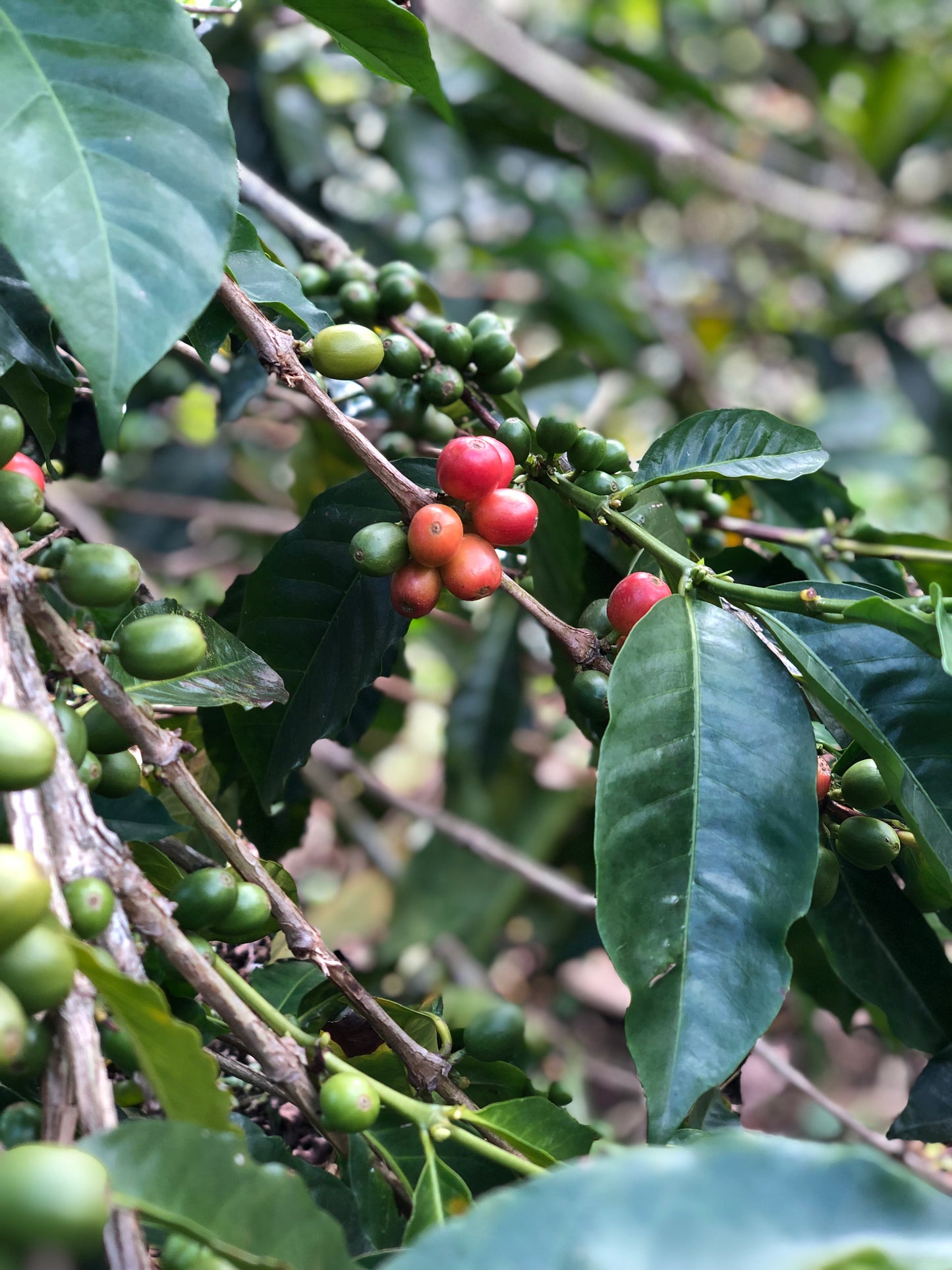 OX - Boyaca Community Blends
