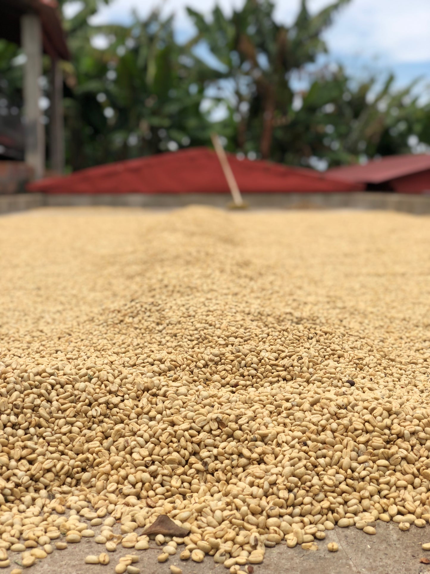 OX - Boyaca Community Blends