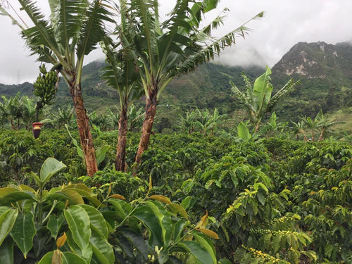 Pink Snake - Colombia Geisha S7