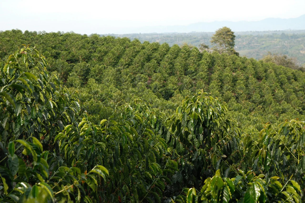 Sneak - Colombia Geisha P6